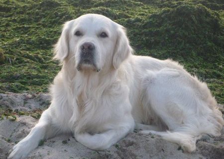 pierdut golden retriever zgarda maro