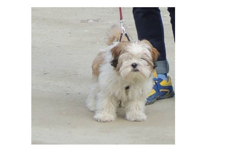 Pierdut Shih Tzu