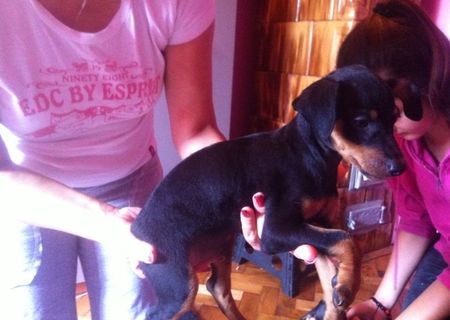 pinscher pitic