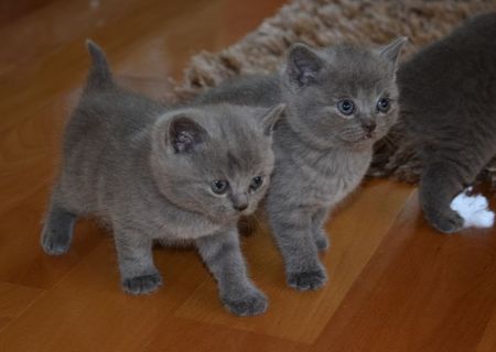 Pisici British Shorthair