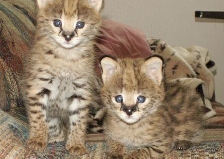 Pisici fantastice F1 Savannah. Pisici fantastice F1 Savannah.
