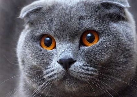 pisici Scottish Fold Shorthair Blue pisici Scottish Fold Shorthair Blue