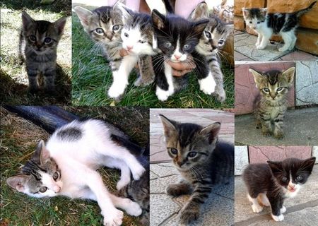 Pisici - Urgent!
