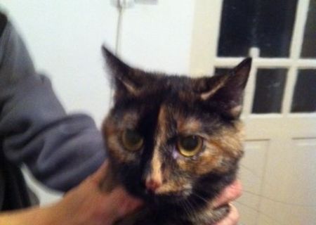 Pisicuta calico