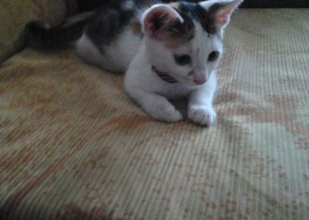 Pisicuta mica pentru adoptie