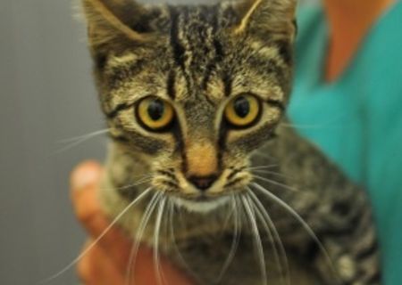 pisicuta sterilizata oferita gratuit spre adoptie
