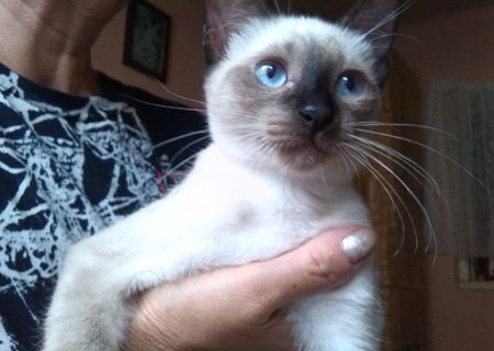 pisicute birmaneze, snowshoe si metis birmanez