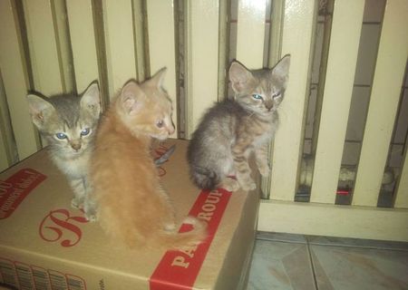 Pisicute pentru adoptie