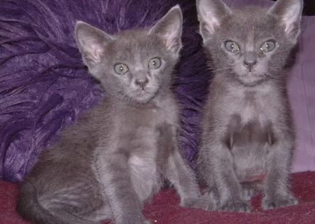 Pisoi albastri Chartreux Pisoi albastri Chartreux