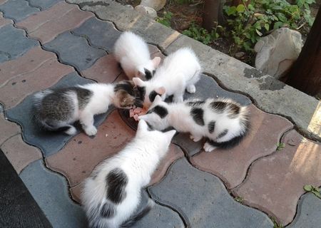 pisoi spre adoptie