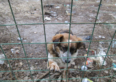 Pistruiata cere ajutor ! Pentru adoptie ! Pistruiata cere ajutor ! Pentru adoptie !