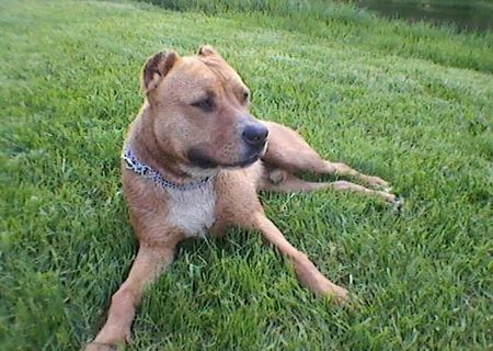 pitbull de vanzare
