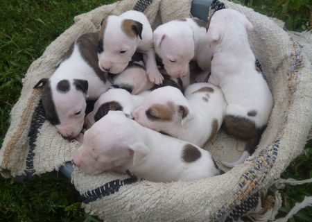 pitbull de vanzare pitbull de vanzare