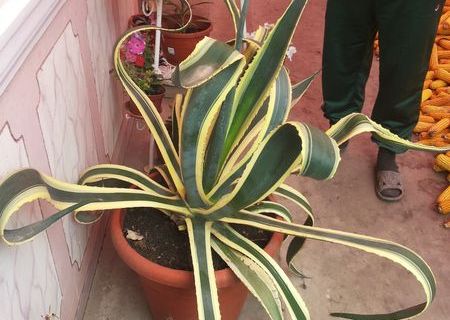 Planta Aloe Vera