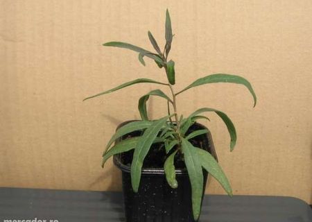 Plante Goji Plante Goji