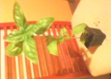 plante medicinale si aromatice plante medicinale si aromatice
