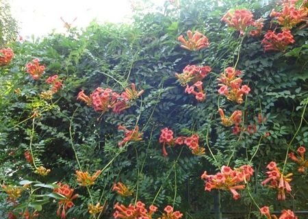 Plante perene cataratoare Luleaua Turcului Plante perene cataratoare Luleaua Turcului