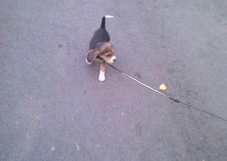 Plimb căţei în Cluj Napoca Plimb căţei în Cluj Napoca