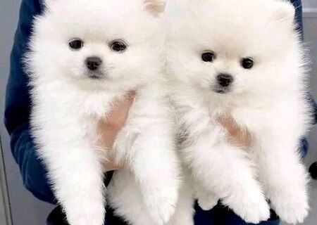 Pomeranian boo