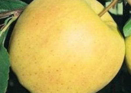 POMI FRUCTIFERI