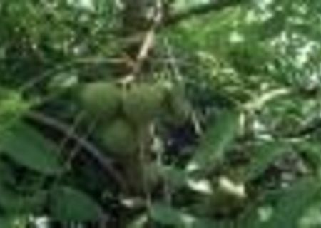 pomi fructiferi