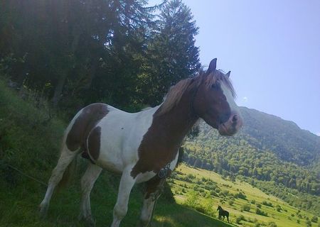 PONEI DE VANZARE