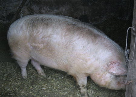 Porc bio 160 kg