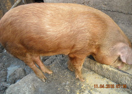 porc carne duroc rosu foarte bine crescut numai carne fara slanina