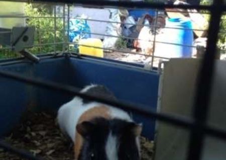 Porc de Guinea