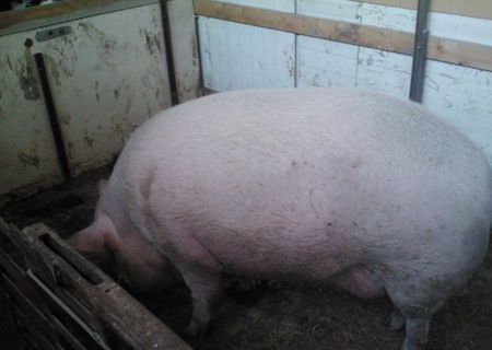 porc de peste 250 de kg si purcei de 8 sapt
