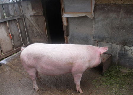 porc de vanzare