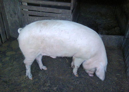 porc130 kg