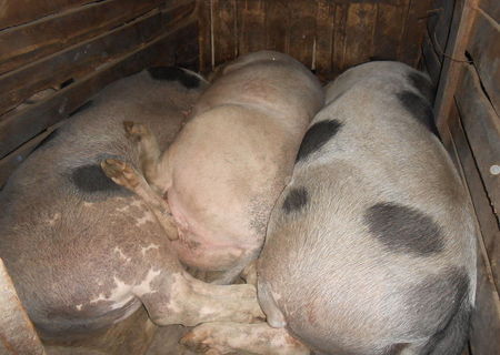 Porci casa, crescuti cu hrana naturala, greutate 220-250 Kg