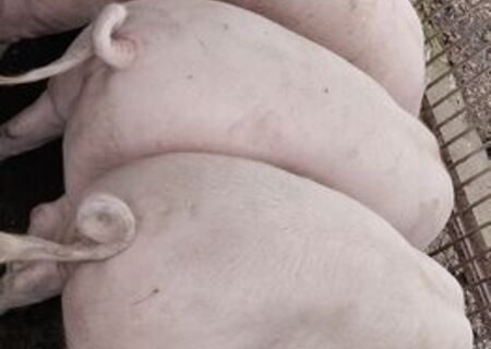 Porci de carne