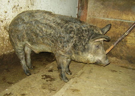 Porci de mangalica