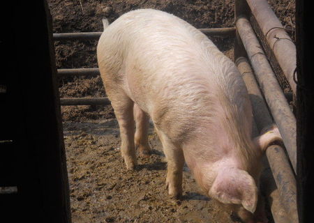 porci de taiat