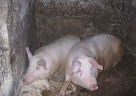 Porci de vanzare