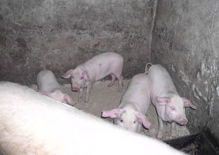 porci de vanzare