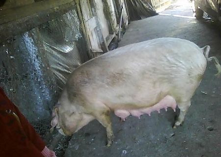 porci de vanzare