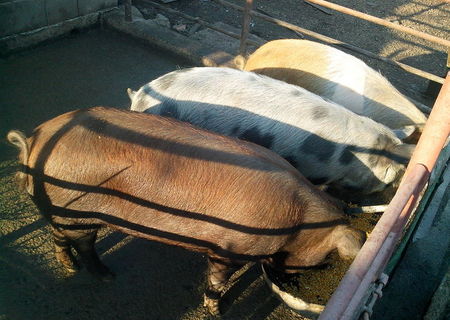 porci de vanzare