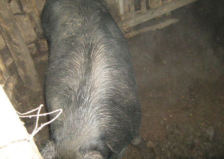 PORCI DE VANZARE 8  LEI /KG