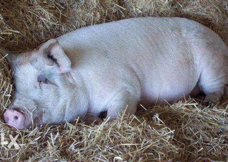 Porci de vanzare (80-110 kg) Porci de vanzare (80-110 kg)