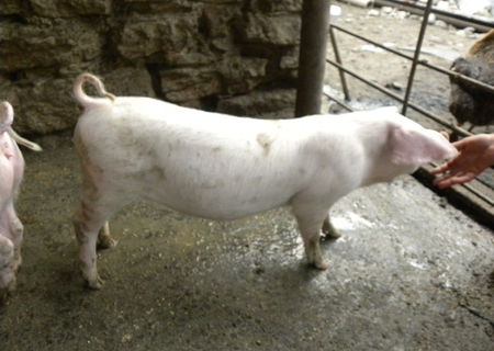 porci Duroc-Landrace