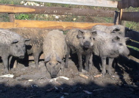Porci mangalita Porci mangalita