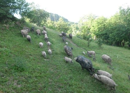Porci Mangalita Porci Mangalita