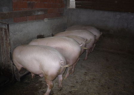 Porci mari de vanzare