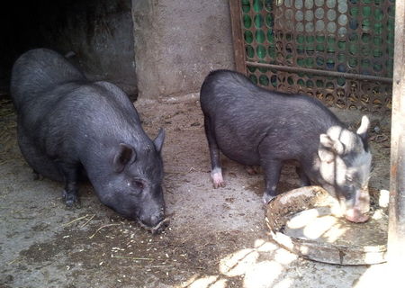 porci vietnamezi