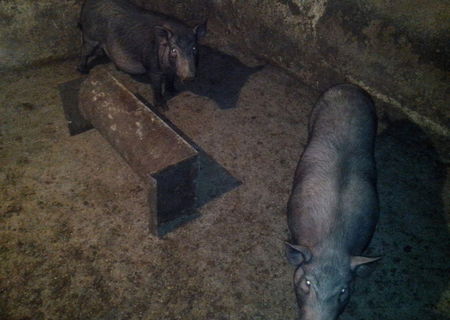Porci Vietnamezi de origine- rasa pura