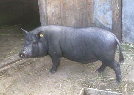 porci vietnamezi eftini