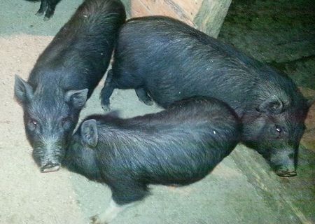 Porci Vietnamezi - Purcele Si Vieri Pentru Reproductie